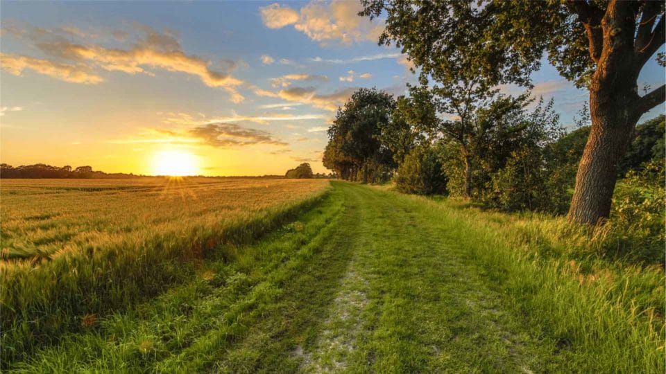 beautiful green field with trees and the sunshine in the distance